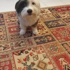 شیتزو تریر ۲ساله