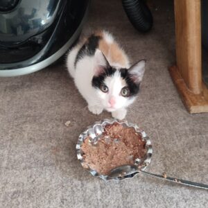 واگذاری بچه گربه