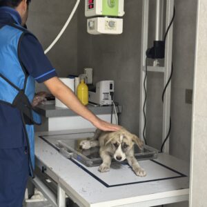 این فرشته کوچولو رو از خیابون پیدا کردم ماشین زده پاهاش پشتش شکسته لطفا کمک کنید