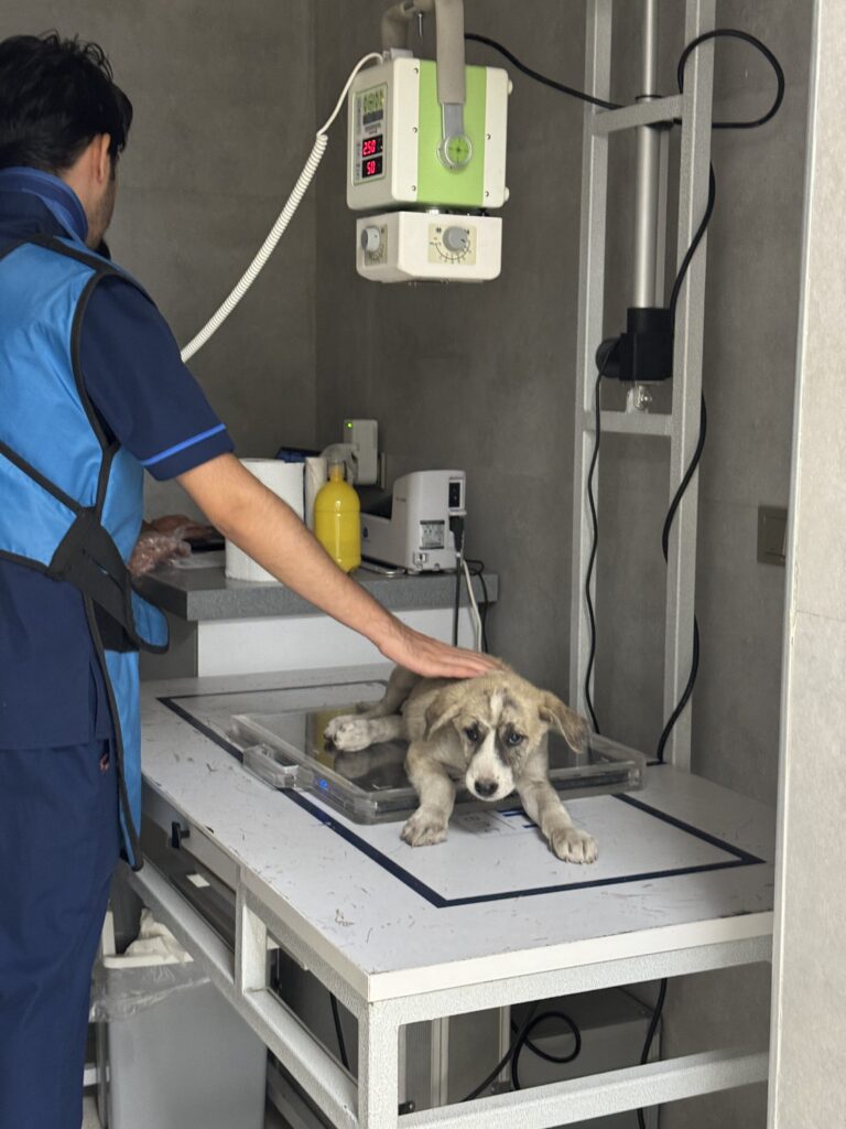 این فرشته کوچولو رو از خیابون پیدا کردم ماشین زده پاهاش پشتش شکسته لطفا کمک کنید