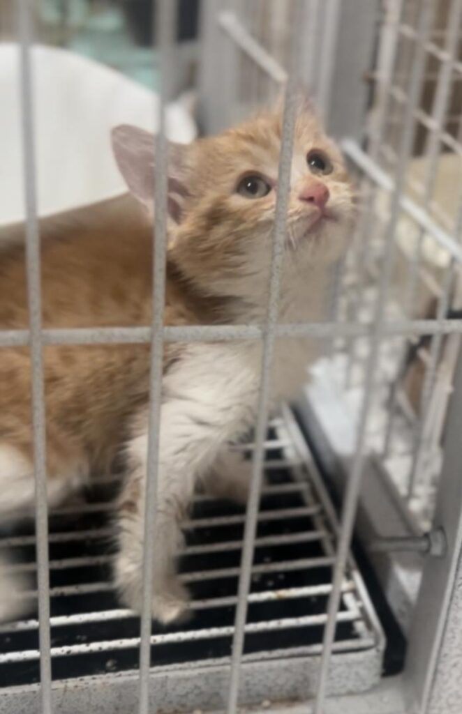 نارنجی کوچولو