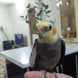 عروس هلندی نر سینامون