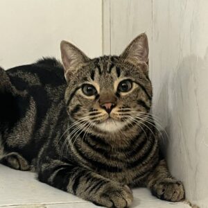 واگذاری گربه