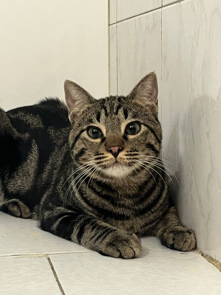 واگذاری گربه