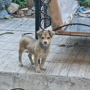 سگ ترکیبی اشپیدز