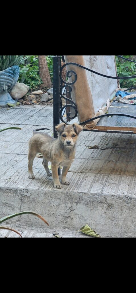 سگ ترکیبی اشپیدز