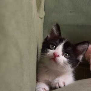 واگذاری بچه گربه