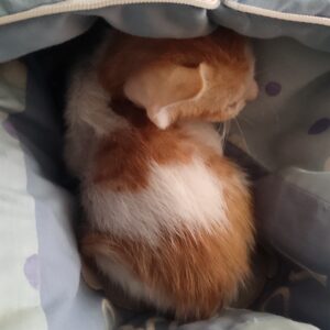 واگذاری بچه گربه