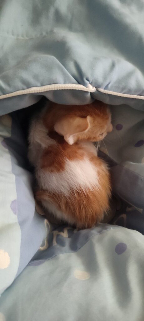 واگذاری بچه گربه