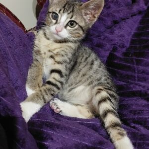 بامزی بچه گربه دوماهه نر dsh