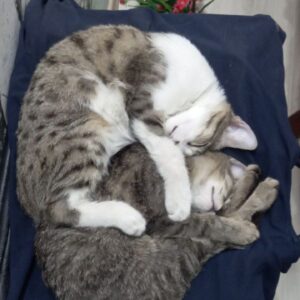 واگذاری بچه گربه