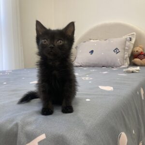 واگذاری خواهر و برادر