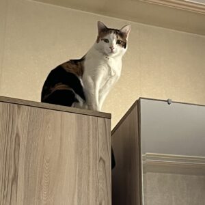 واگذاری گربه «پوپک»