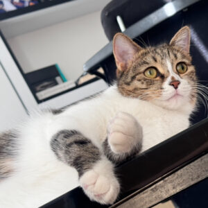 واگذاری رایگان گربه ماده