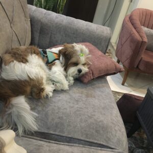 واگذاری رایگان سگ