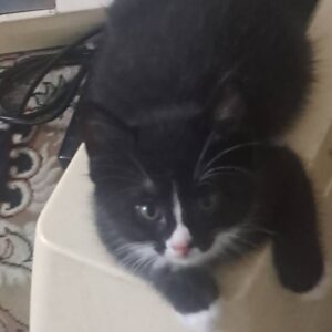 2 تابچه گربه دستی خانگی