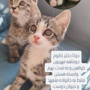 واگذاری بچه گربه