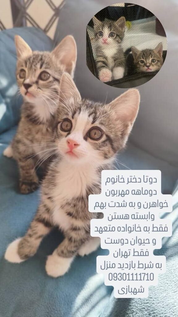 واگذاری بچه گربه
