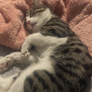 گربه ۷/۸ ماهه پسر