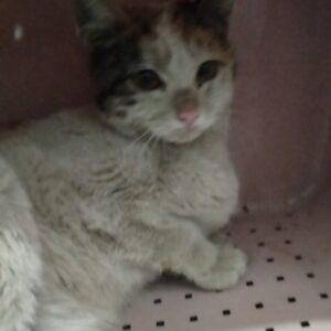 گربه نیاز به امداد