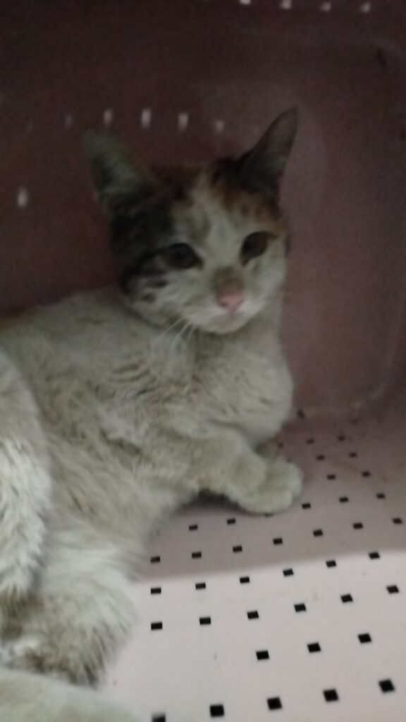 گربه نیاز به امداد