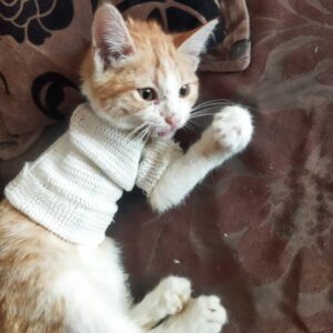 بچه گربه زرد خوشگل