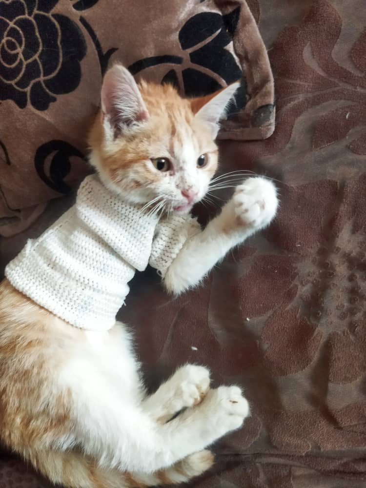 بچه گربه زرد خوشگل