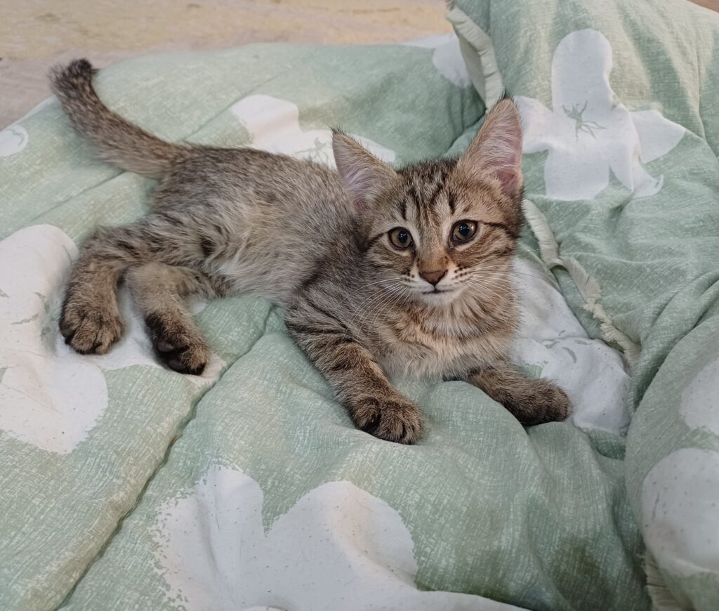 بچه گربه ی دو ماهه