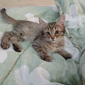 بچه گربه ی دو ماهه