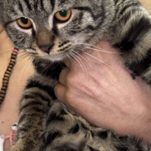 گربه فوق العاده مهربون و بغلی و خوشگل نیاز به سرپرست فوری