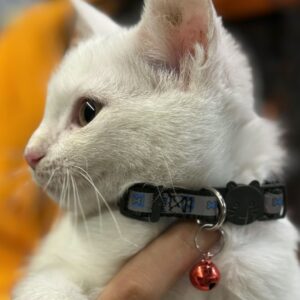 واگذاری گربه مهربون