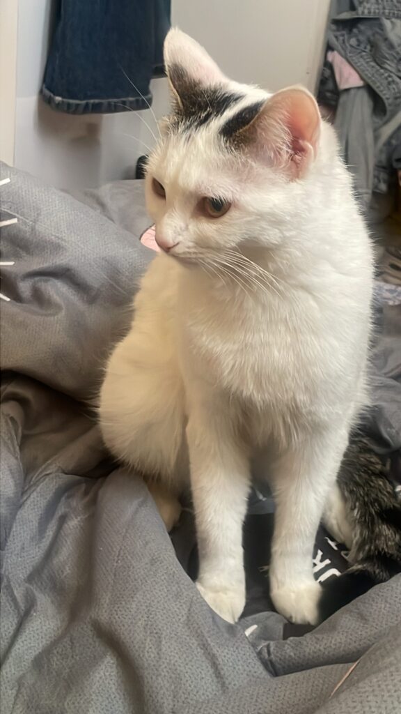 گربه ماده دی اس اچ