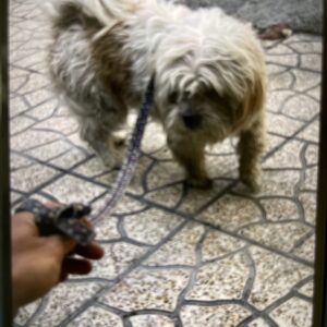 سگ خانگی شیتسو تریر