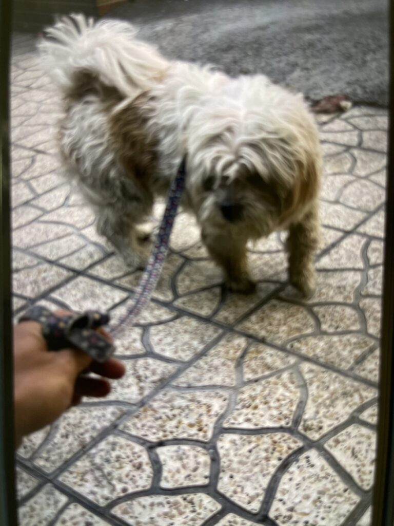 سگ خانگی شیتسو تریر