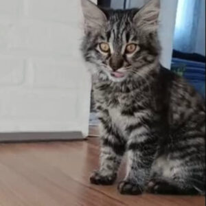 کنجد دختر زیبا سه ماهه