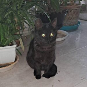 واگذاری پیشی