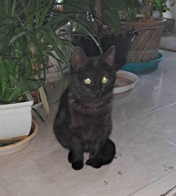 واگذاری پیشی