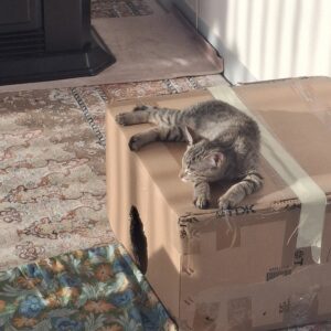 واگذاری گربه نر