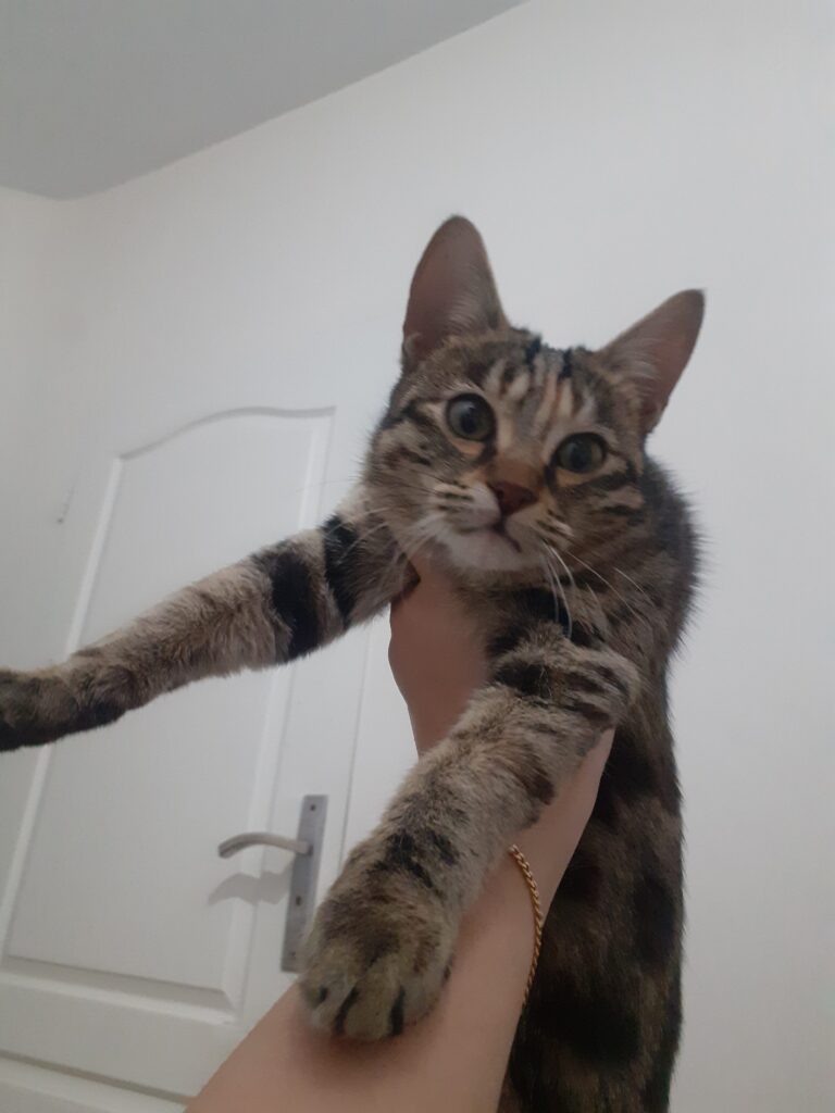 بچه گربه ناز