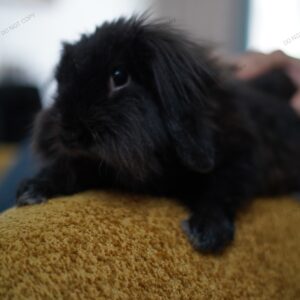 واگذاری خرگوش لوپ نر