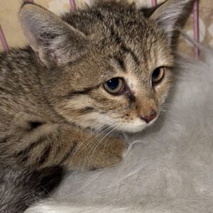 بچه گربه فوق العاده مظلوم