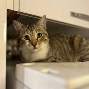 واگذاری عسل خانم