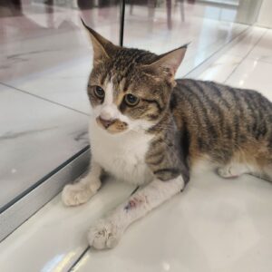 واگذاری گربه