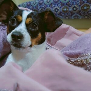 گمشده سگ ماده پاکوتاه سیاه سفید