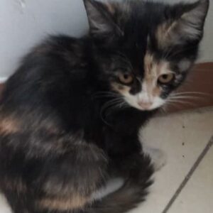 واگذاری رایگان بچه گربه ۱/۵ ماهه و ۲/۵ ماهه