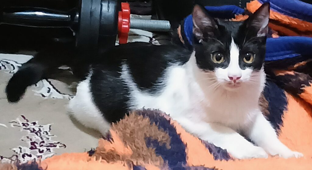 گربه ۴ ماهه نر