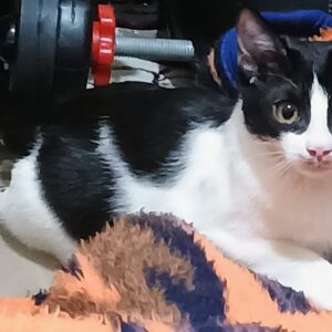 گربه ۴ ماهه نر