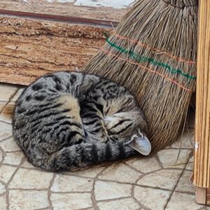 واگذاری رایگان گربه ۶ ماهه