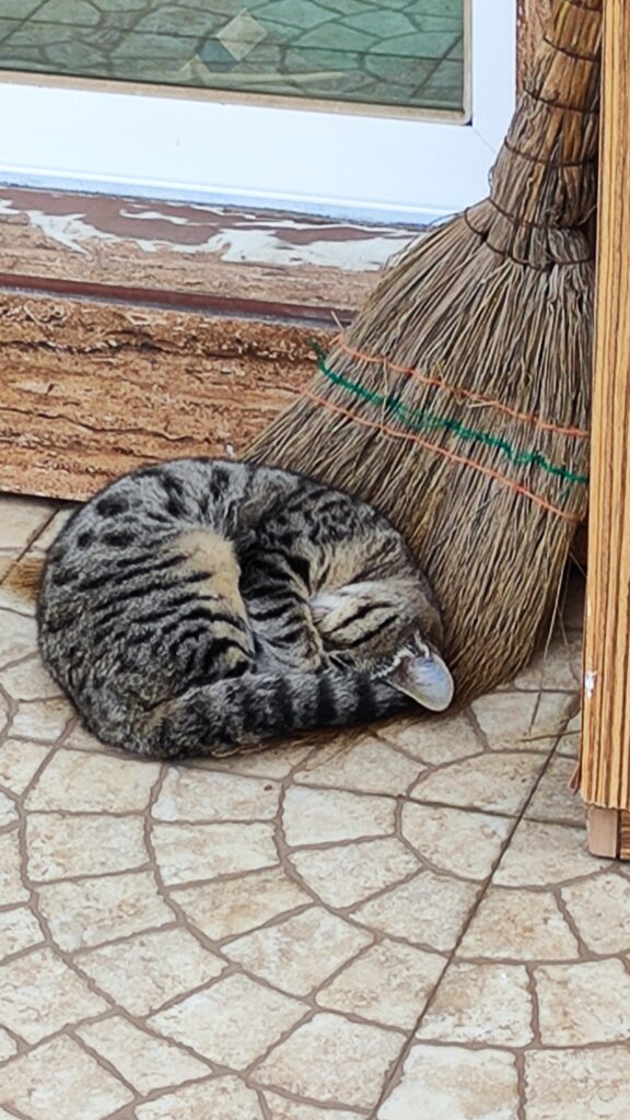 واگذاری رایگان گربه ۶ ماهه