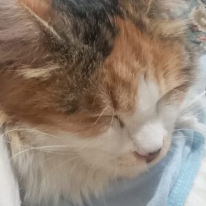 گربه موبلند DHL ماده گمشده